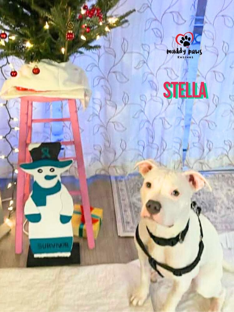 Stella