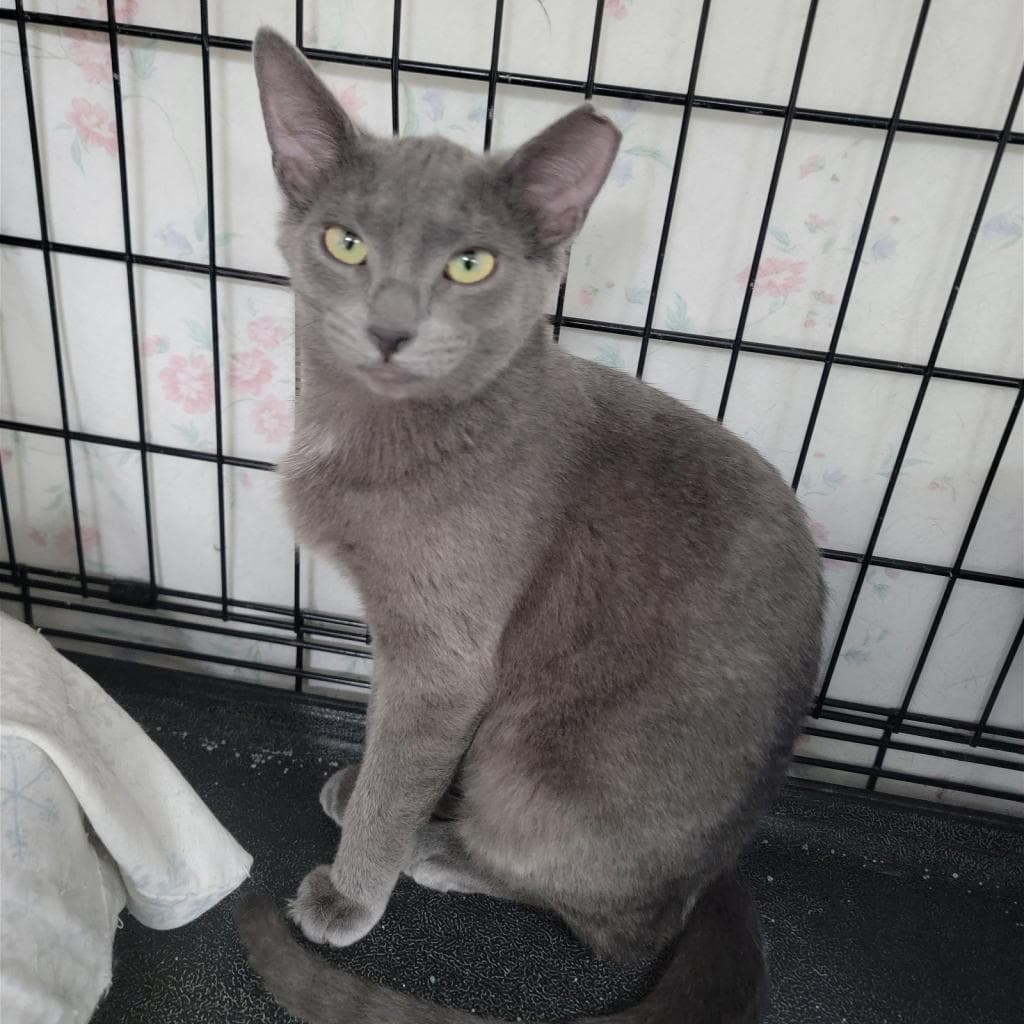 Pepper