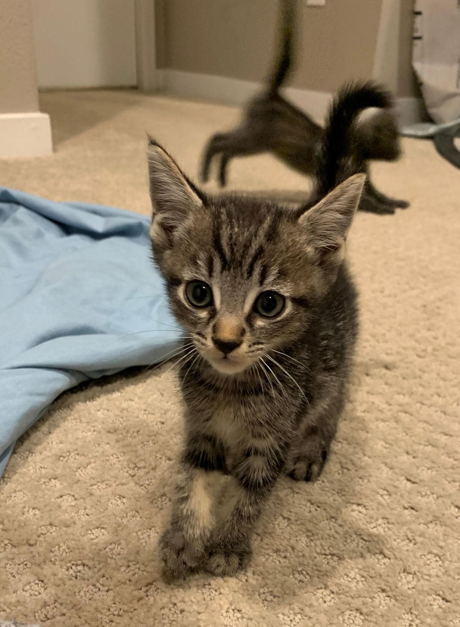 Wednesday - Adopt Me With My Best Buddy!