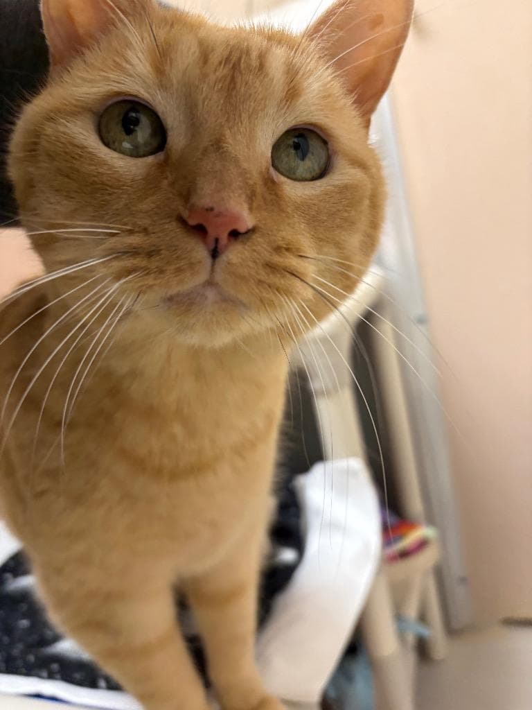Nugget