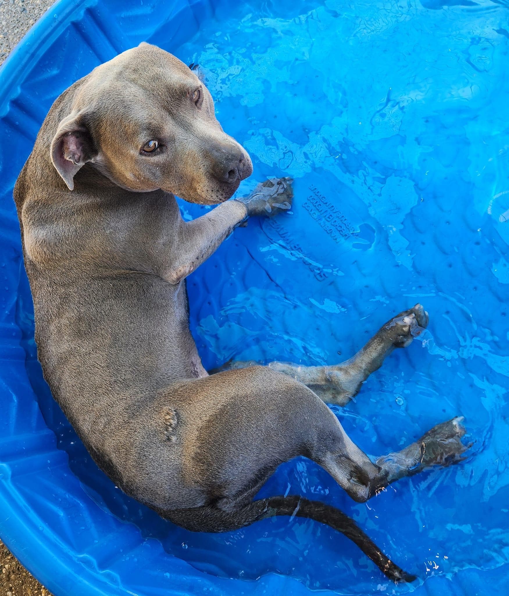 NIKKI- Needs a foster/forever home!
