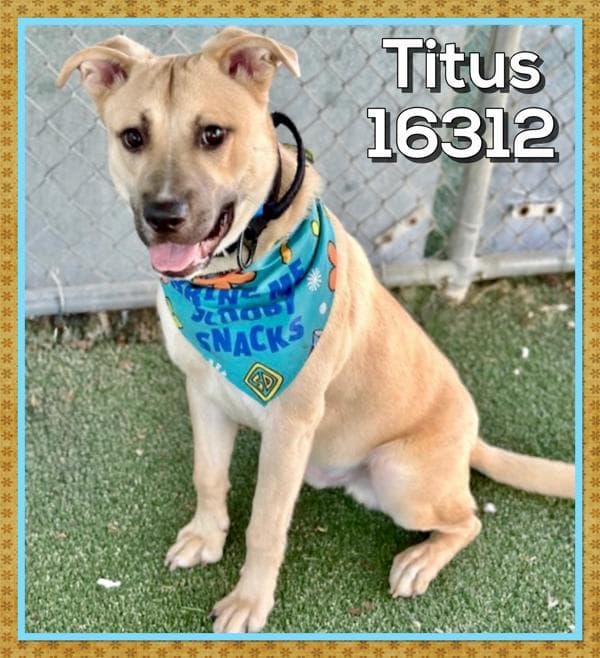 Titus(60)
