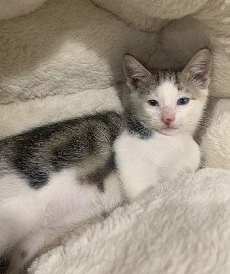 Bani & Nihli - A BONDED PAIR OF BOYS