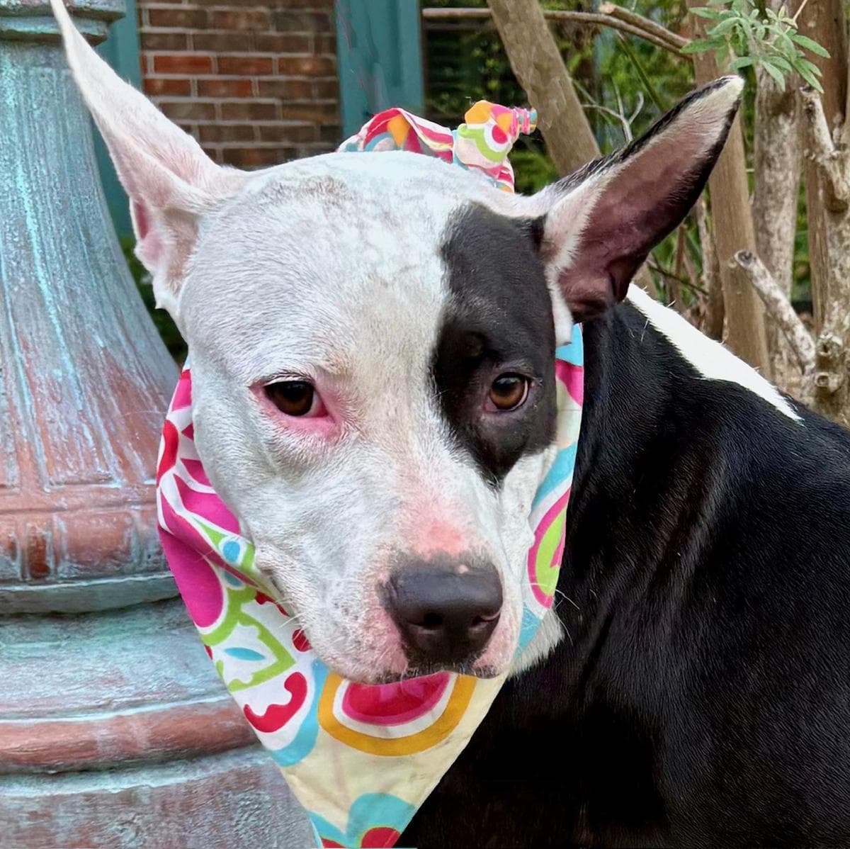 Darling DAISY - Calm and Sweet!