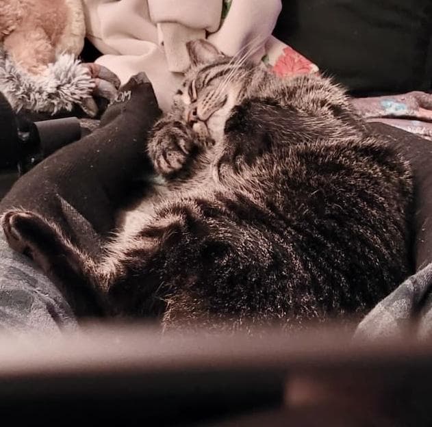 Paxton (bonded with Pandy)