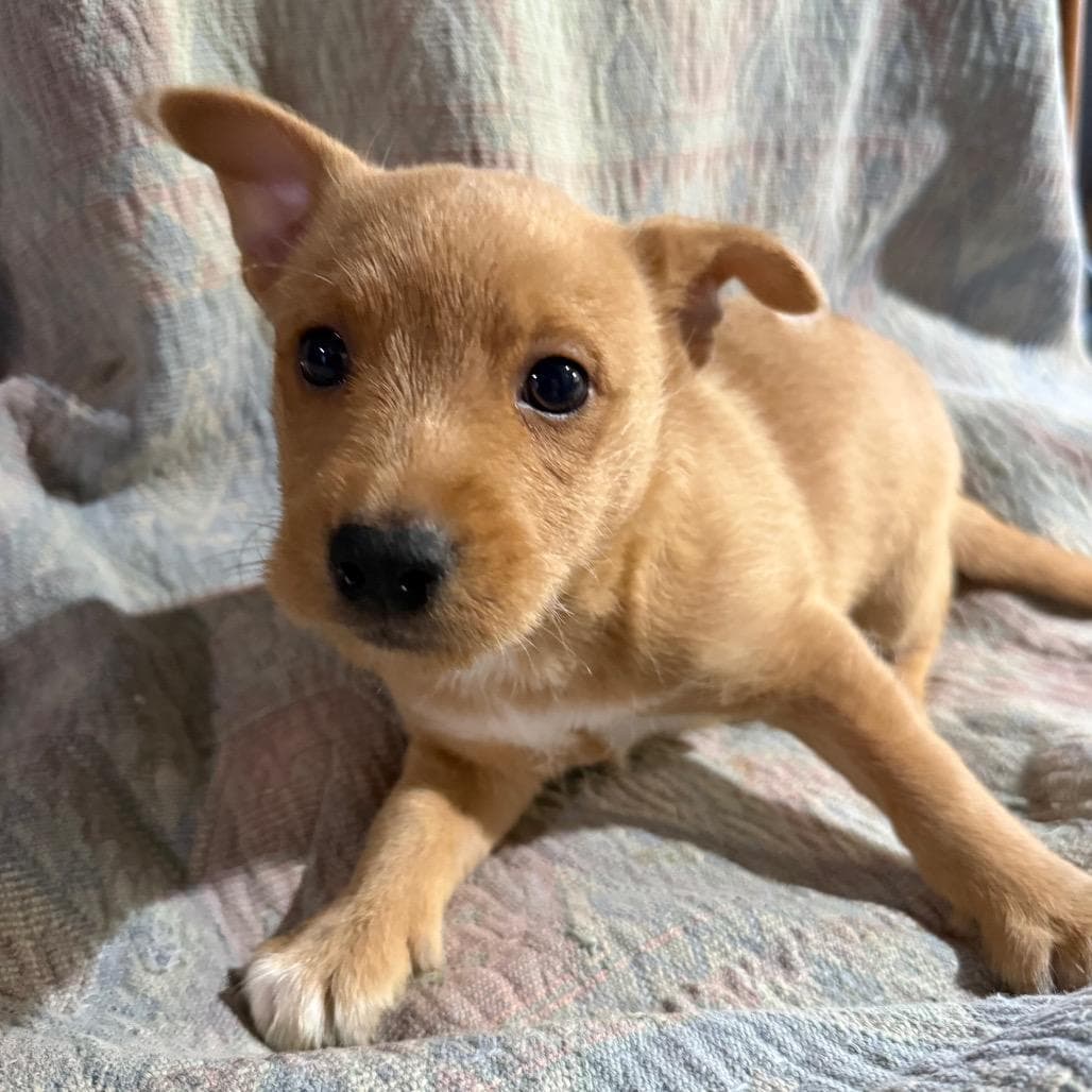 Teddy