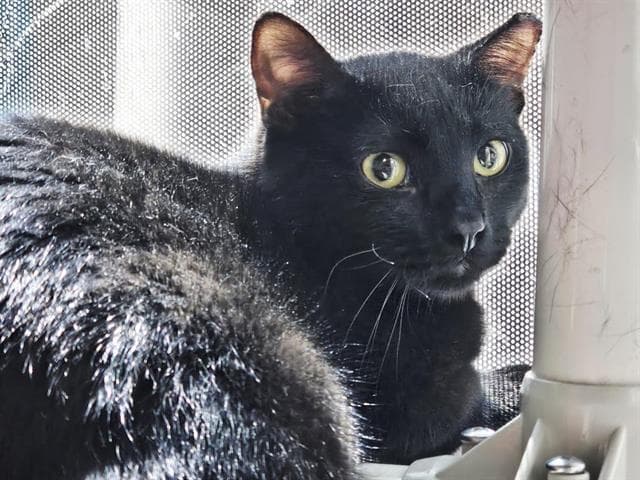 COAL
