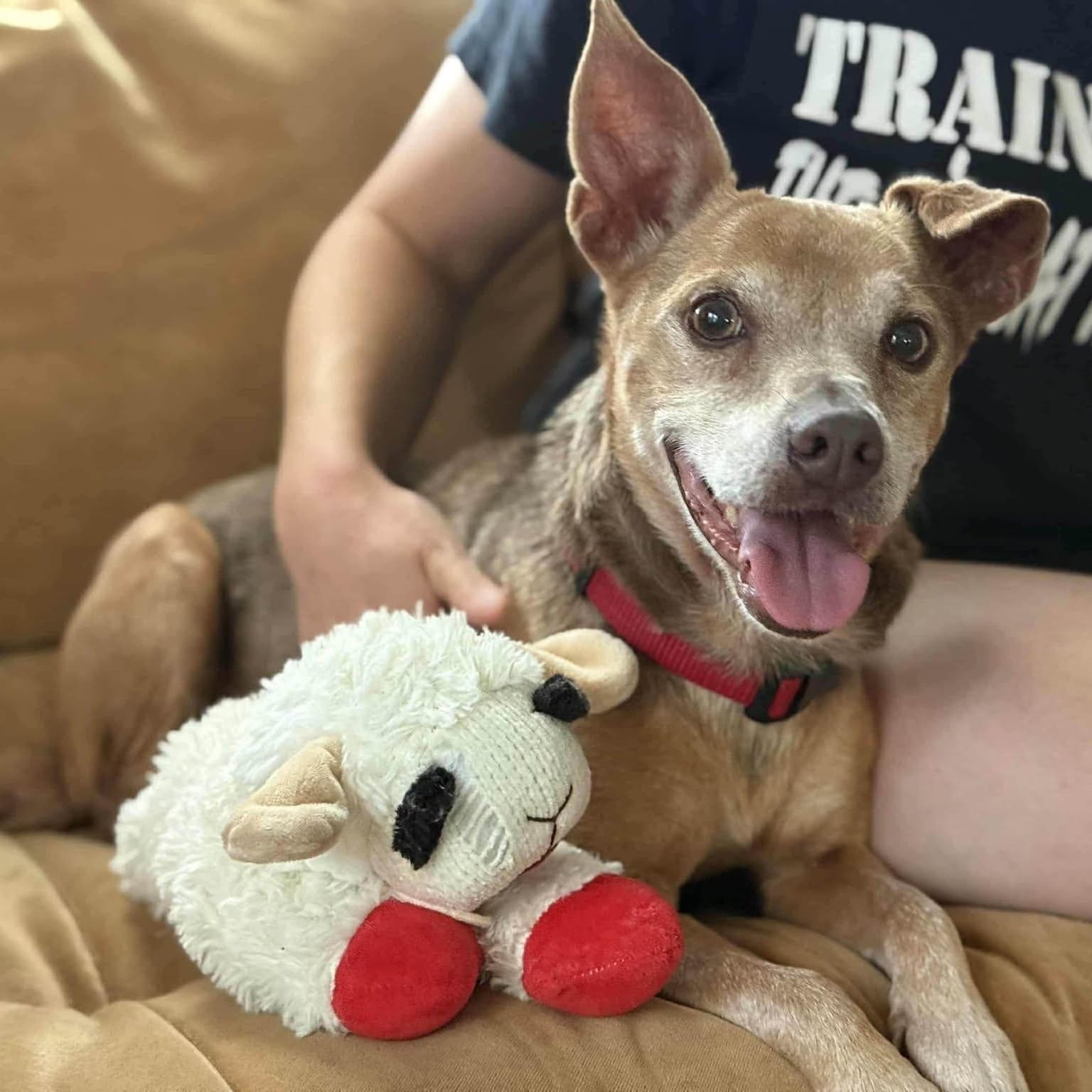 Snow Brite - The Playful Lap Dog