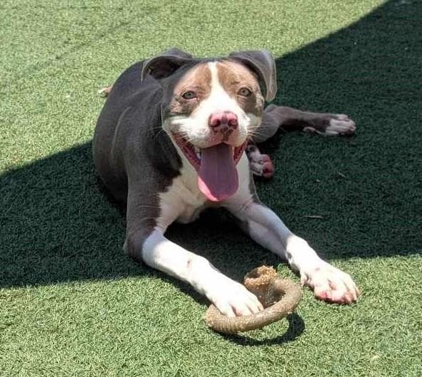Kirby - $75 Adoption Fee! Diamond Dog!