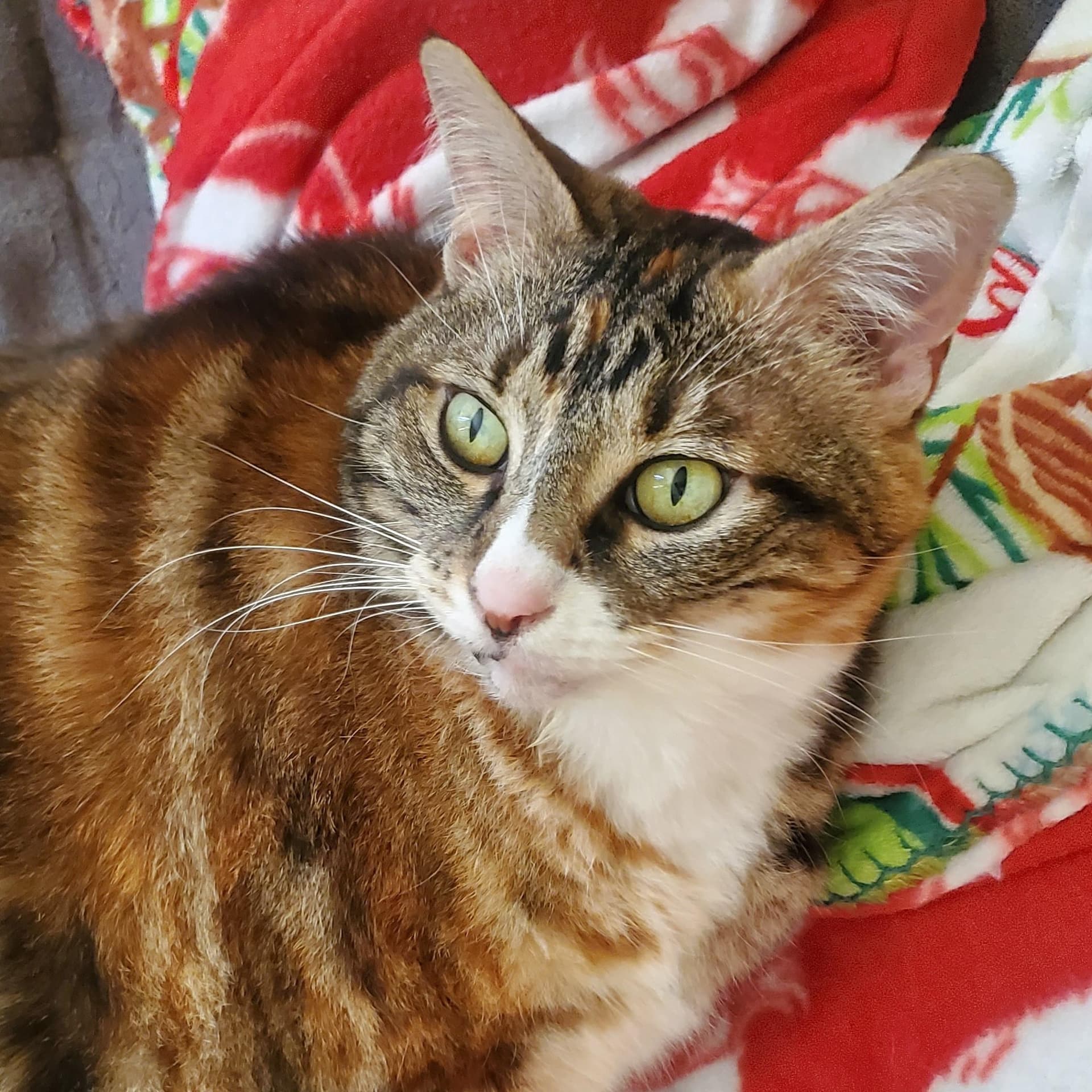 HANKIE Girl