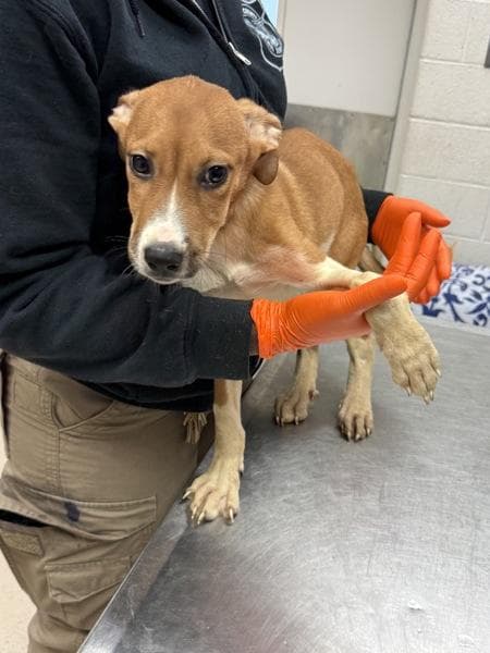 Timmy (In Foster)