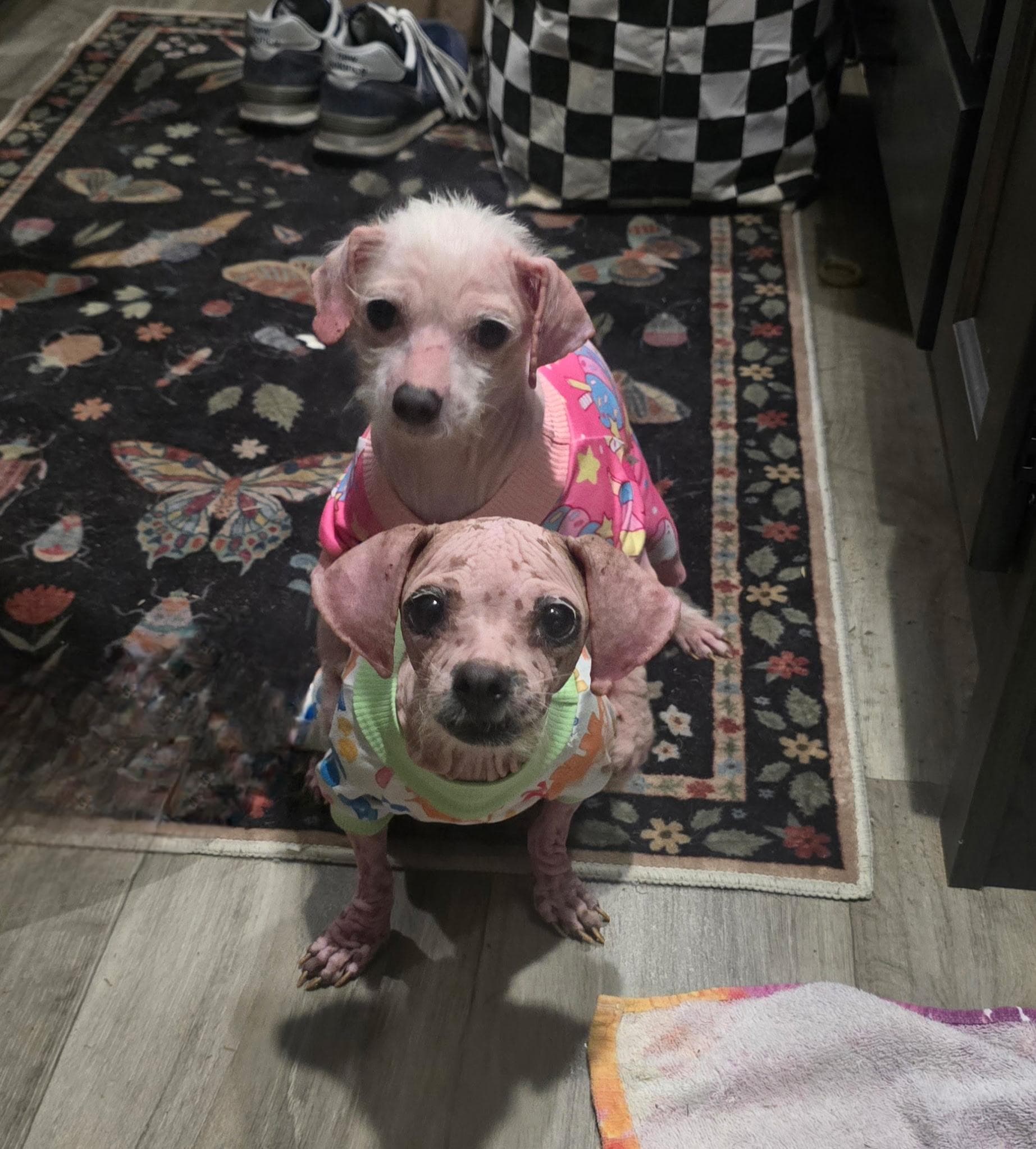 MILLIE & TEENY -Bonded Pair!!