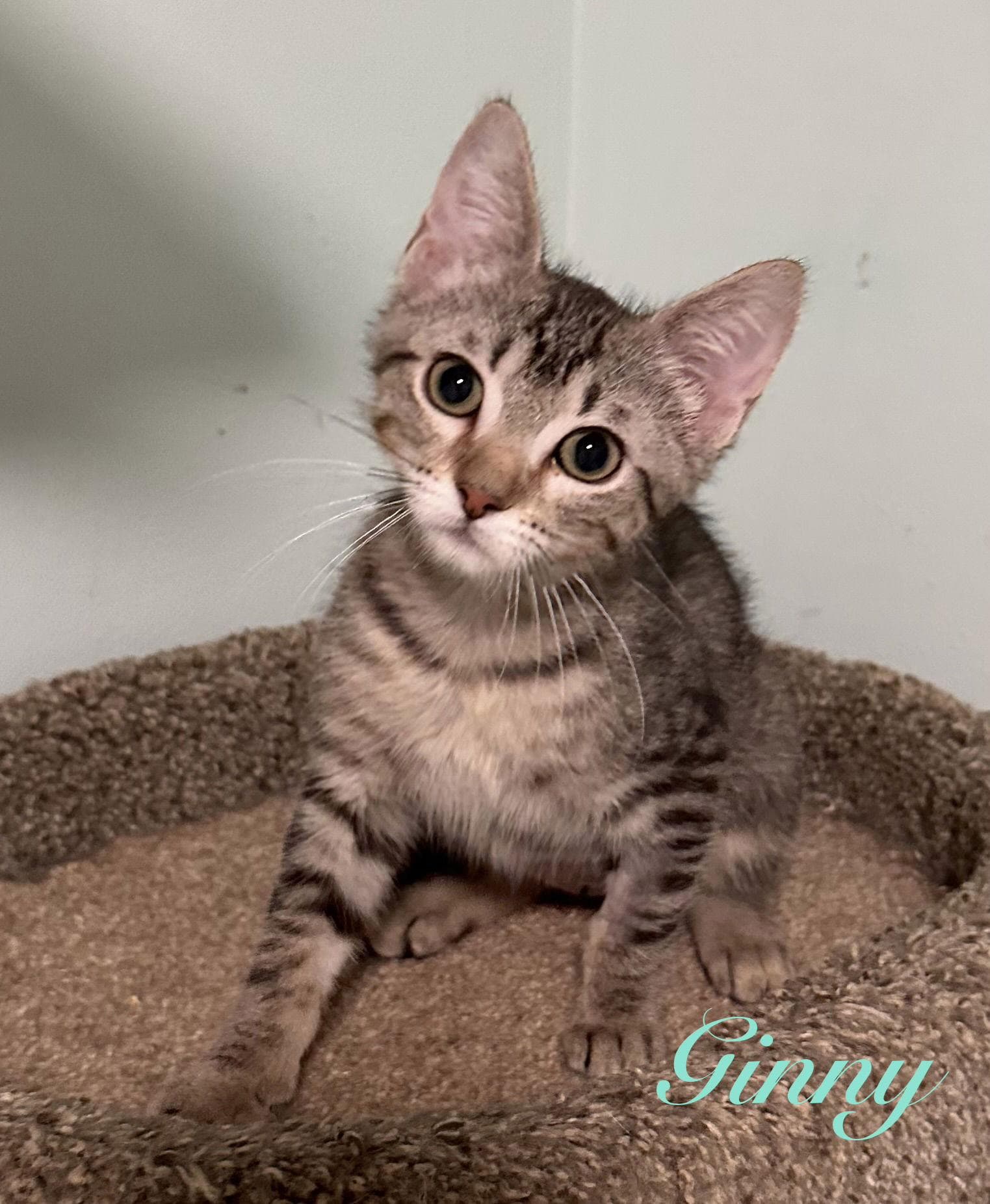 Ginny
