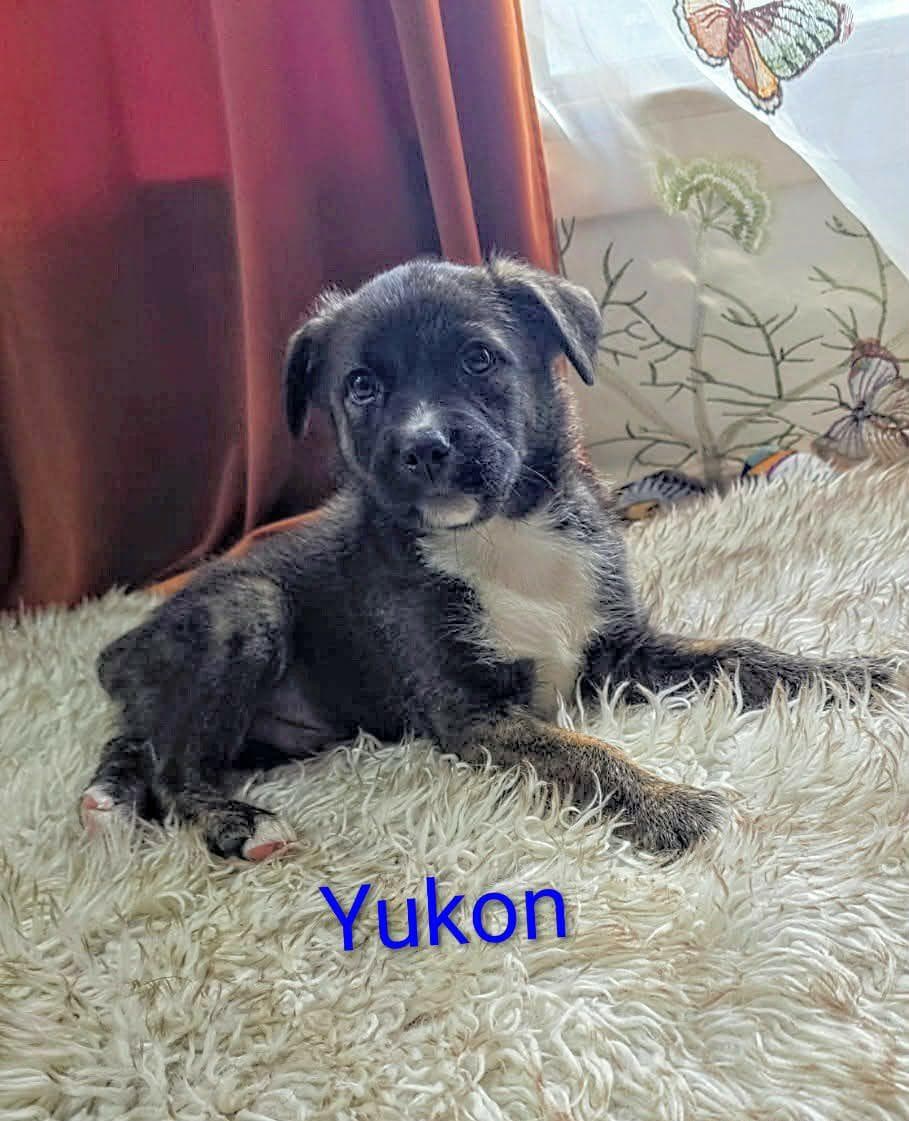 Yukon Cornelius (20260110-04)