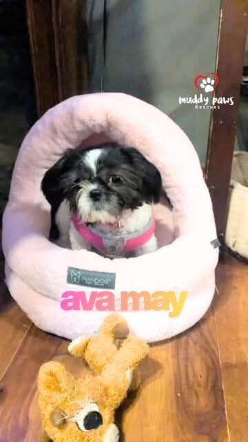 Ava May