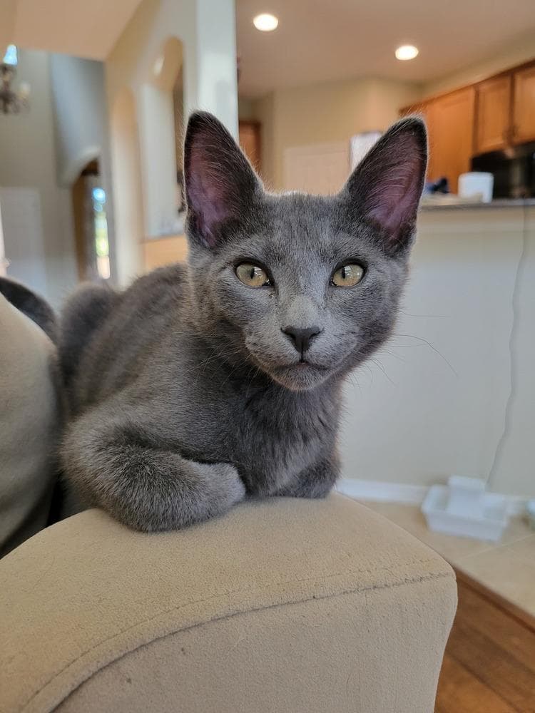 Loomis