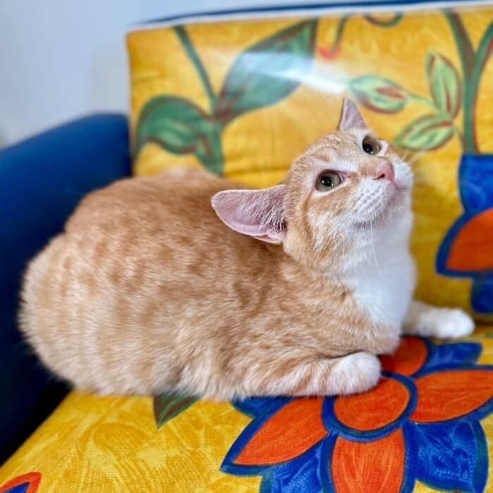 Peaches the Sweet