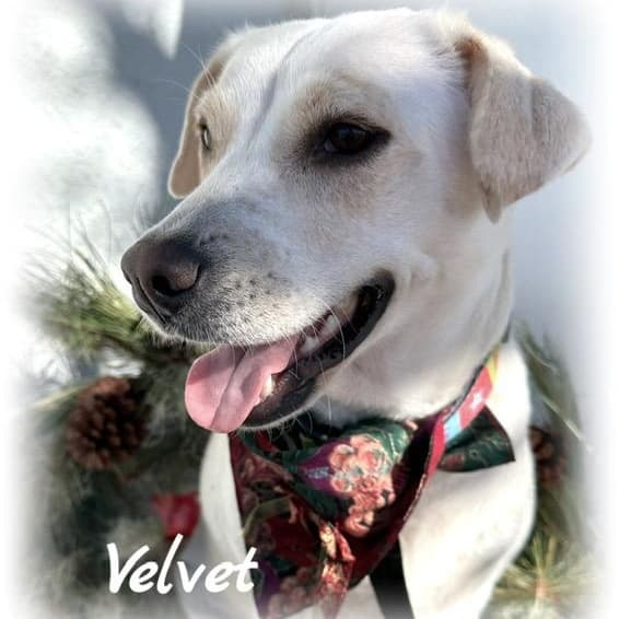Velvet