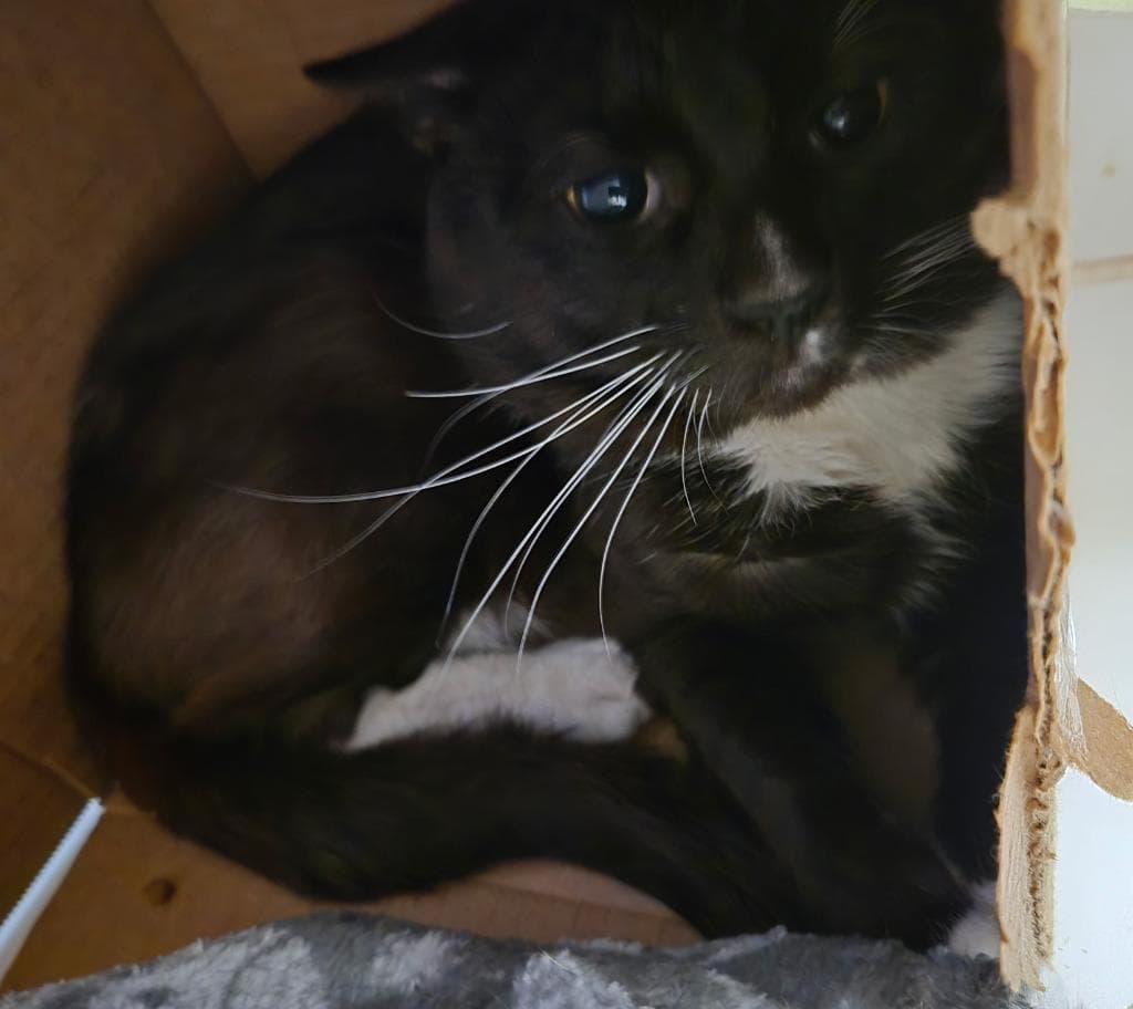 2026-14 Midnight Willow