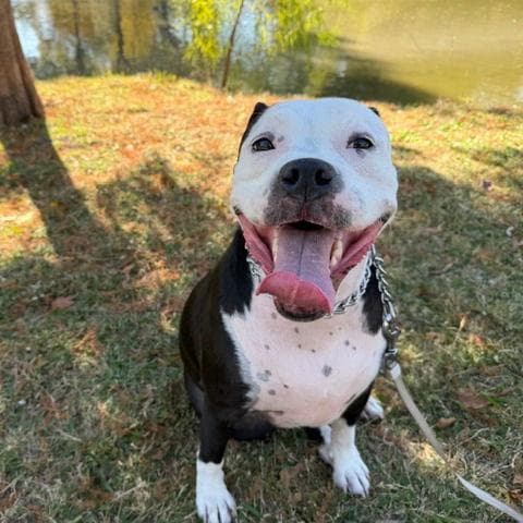 Kitten III (New Digs)