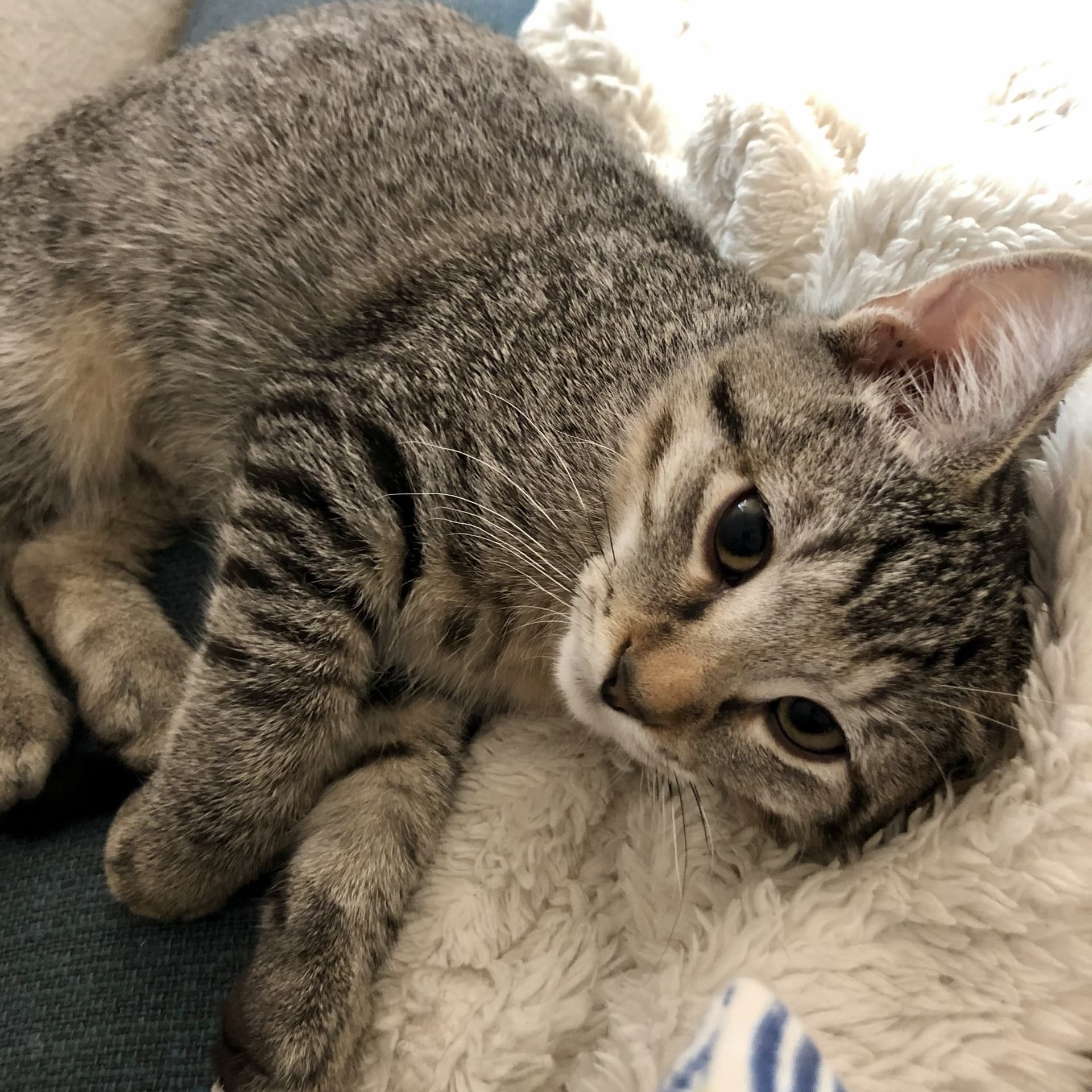 Imogene