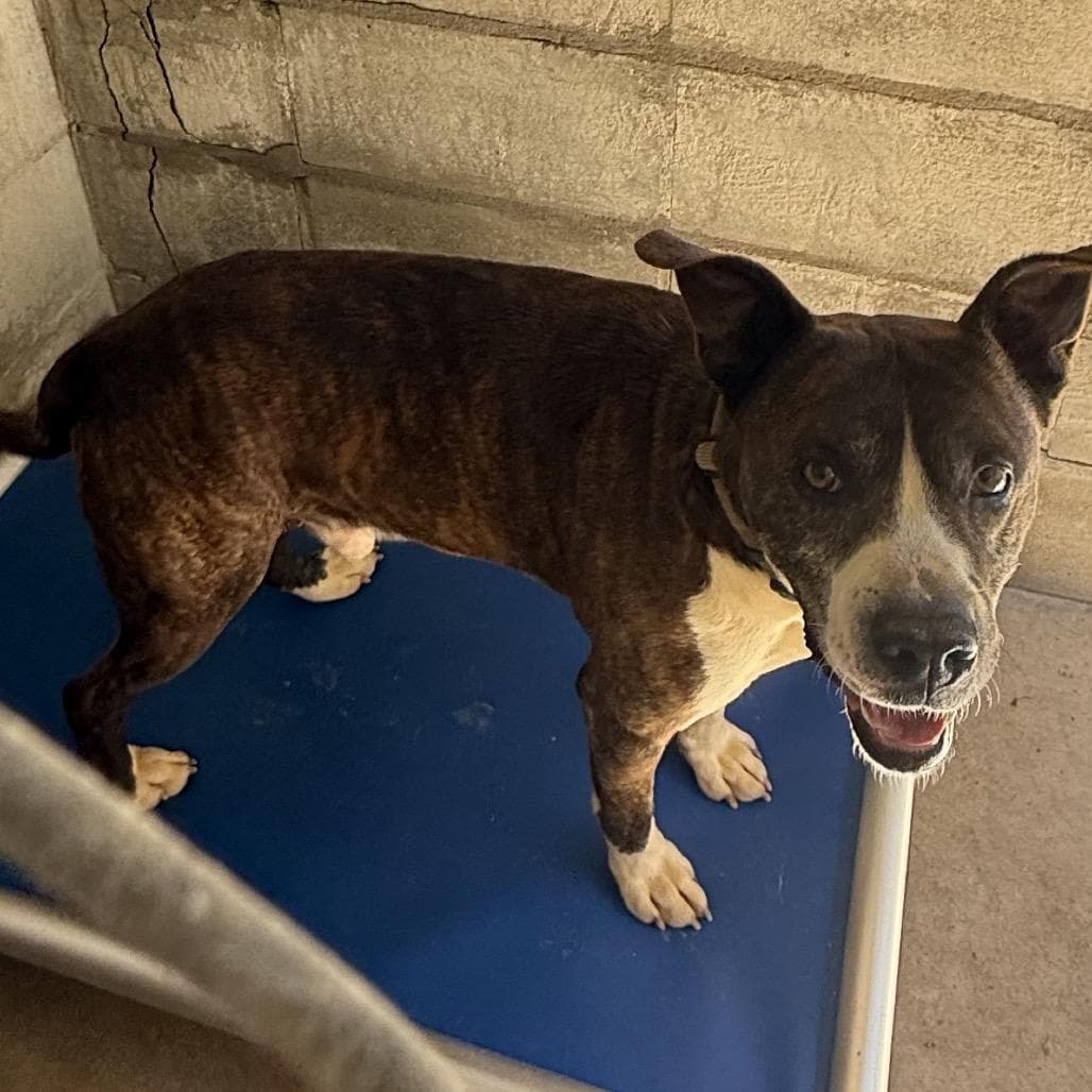 TUSC-Stray-83664