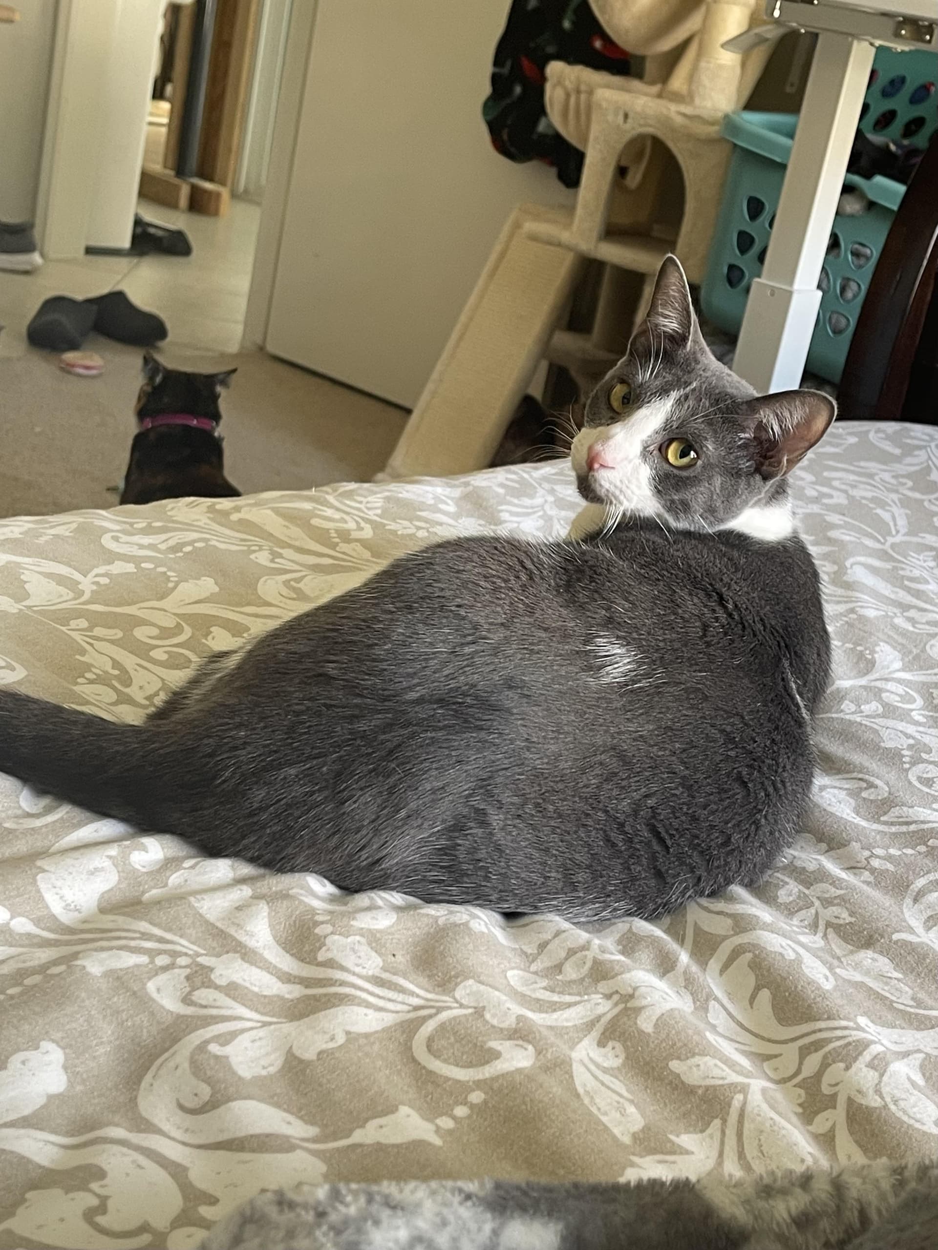 Gary - Riley Fuzzel Petsmart