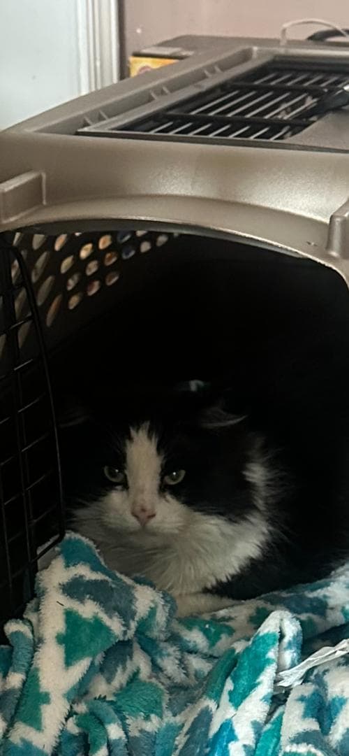 Figaro