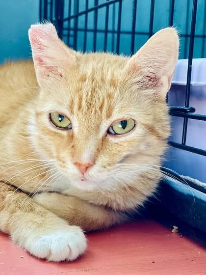 Marmalade(Foster Needed)