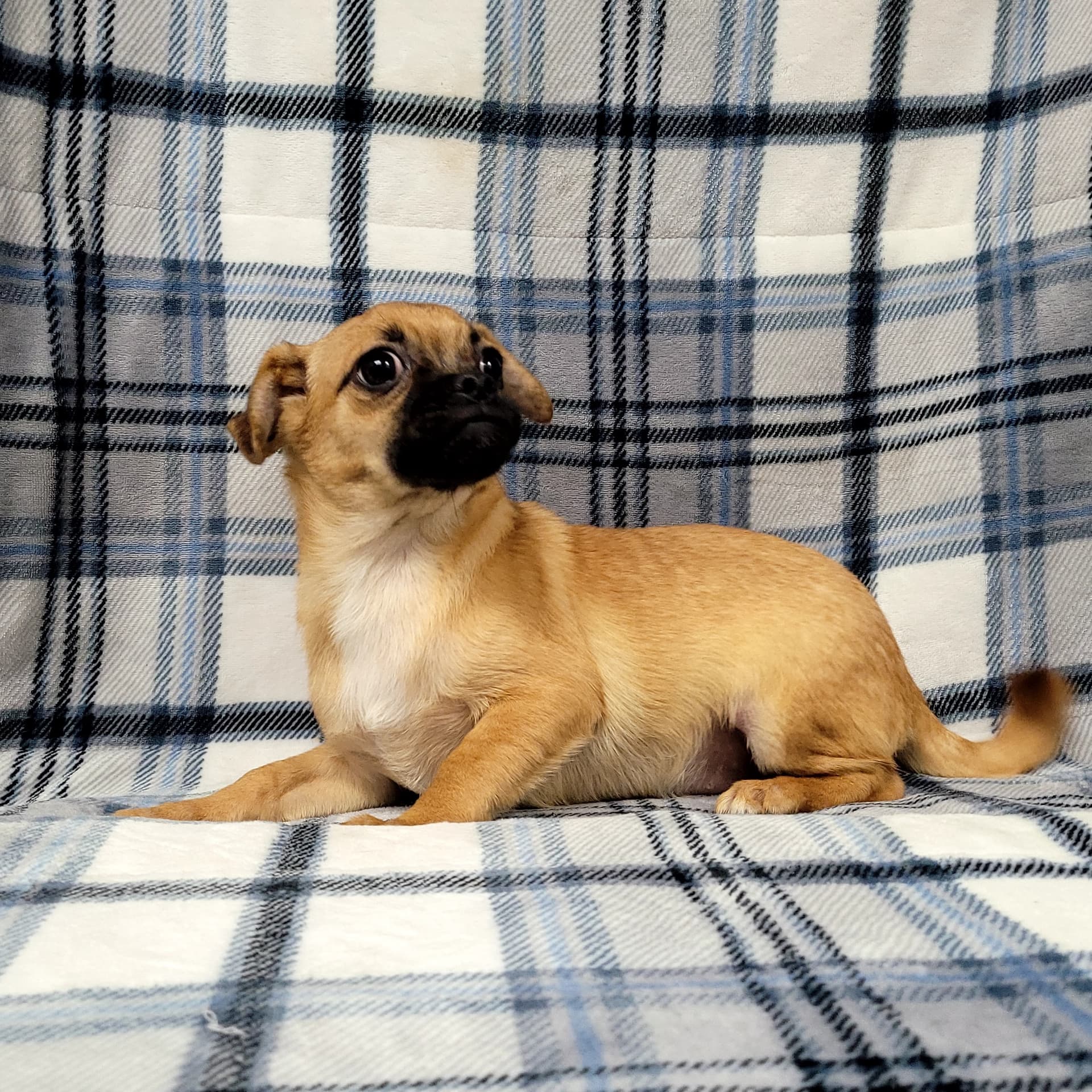 Beau