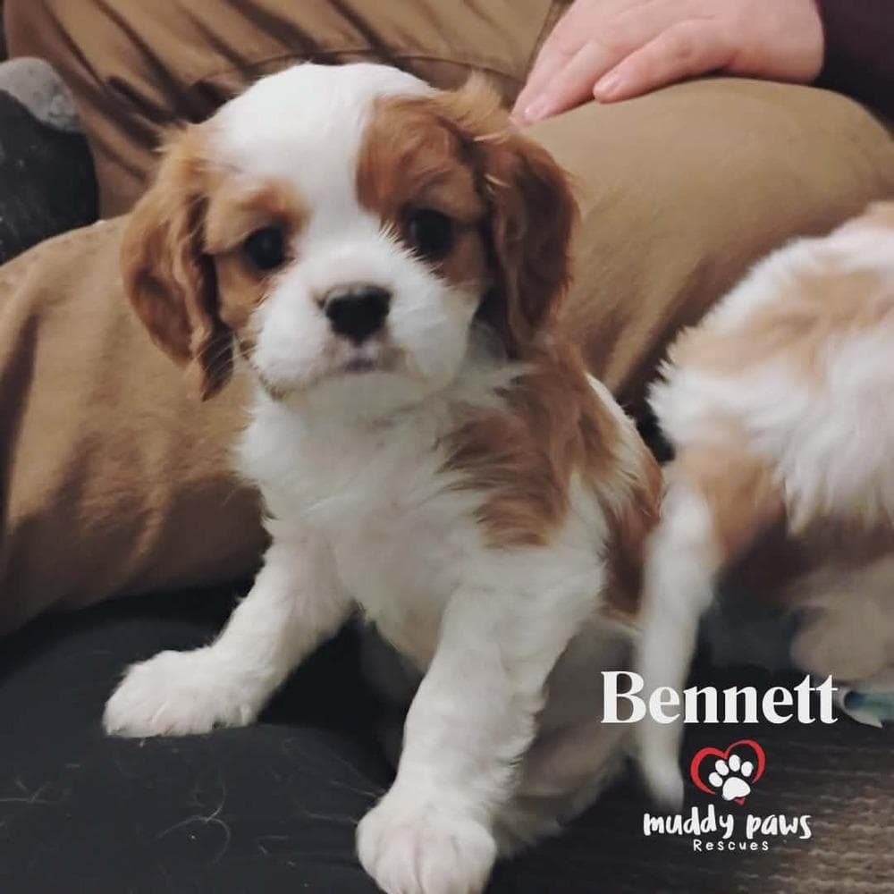 Pemberley Litter: Bennett