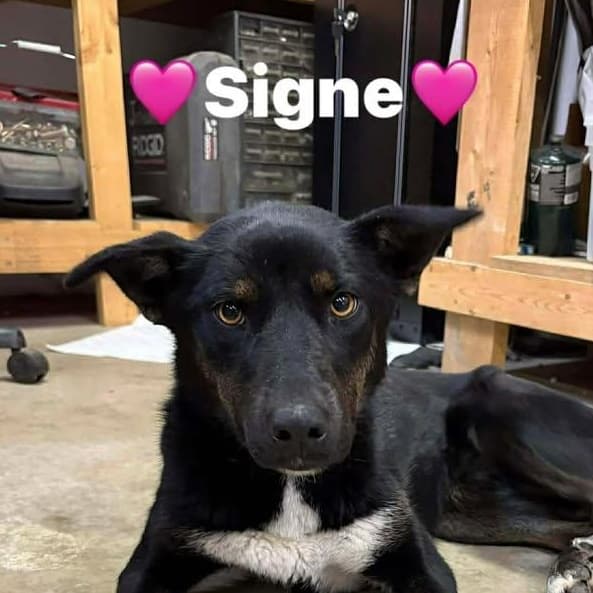 Signe (20260216-12)
