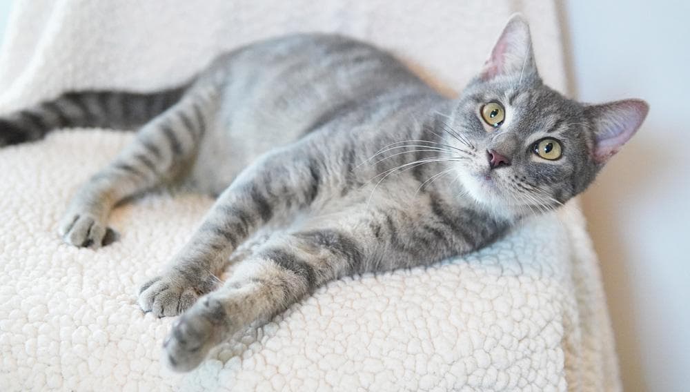 Kiko