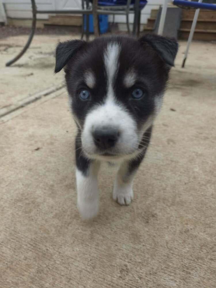 Perci