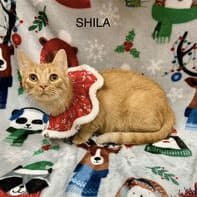 Shila