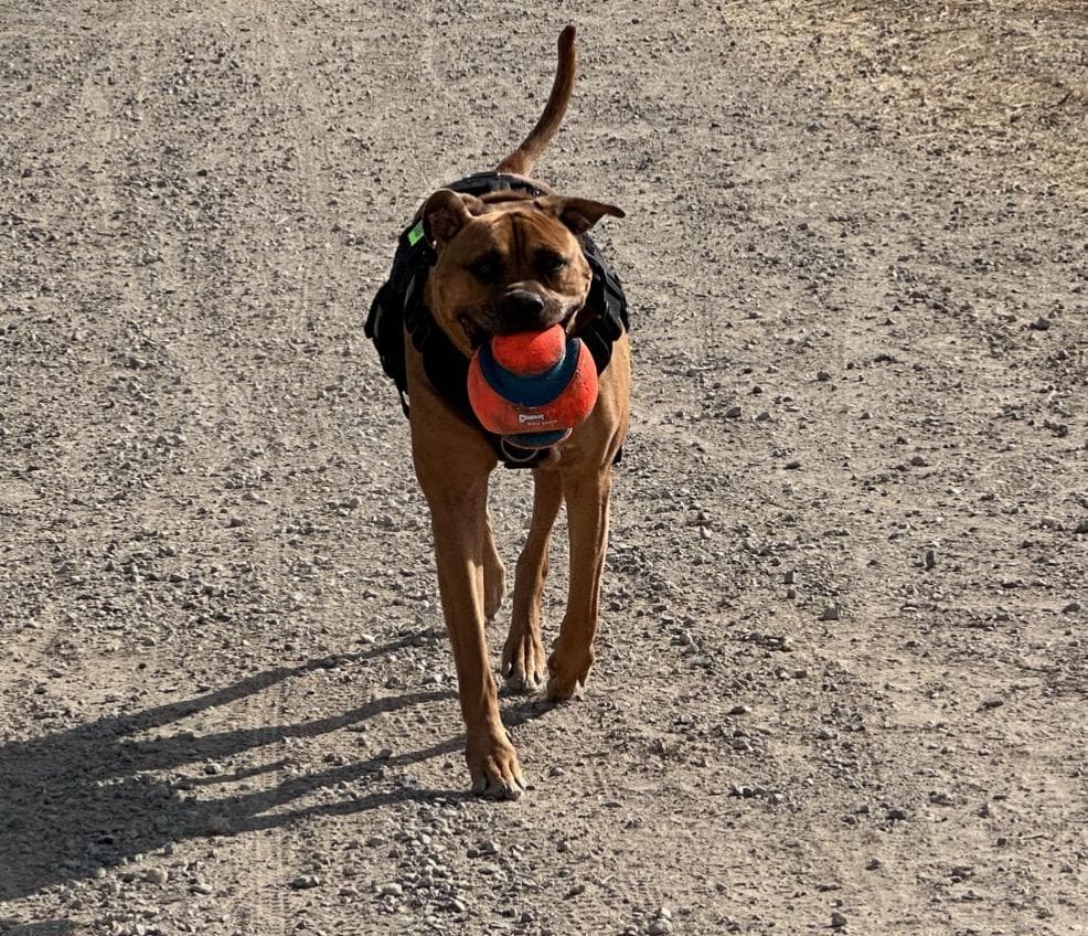 Cjay - Tongue Flopping Trotting Next to You Kind of Bestie