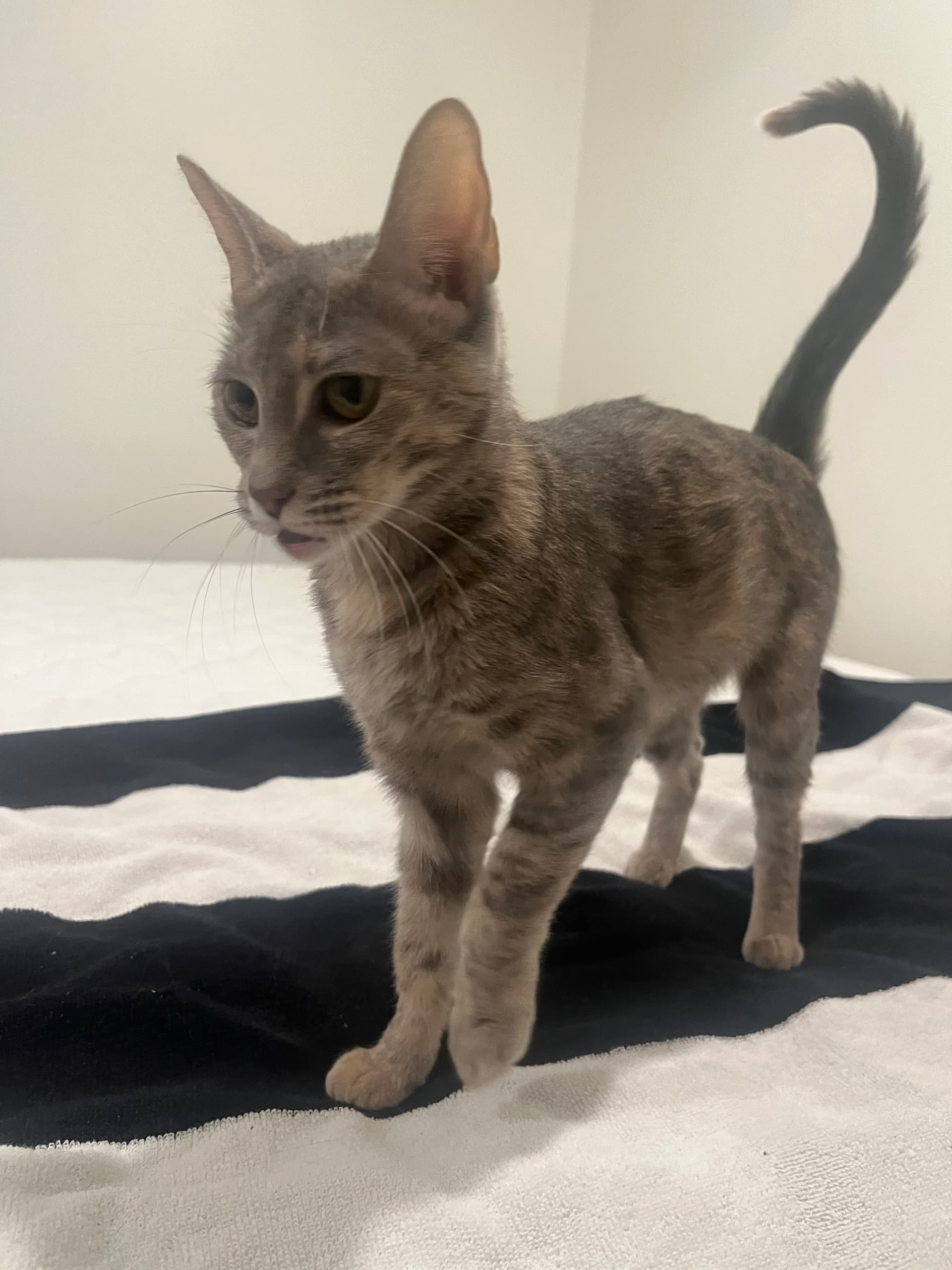 Addy - Kuykendahl Petsmart