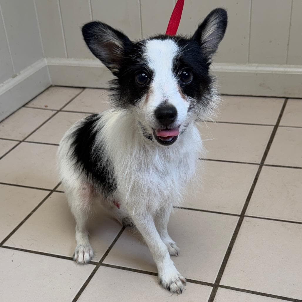 TUSC-Stray-83570