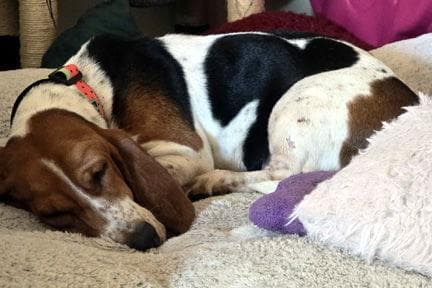 EMILY - ADOPTION PENDING!