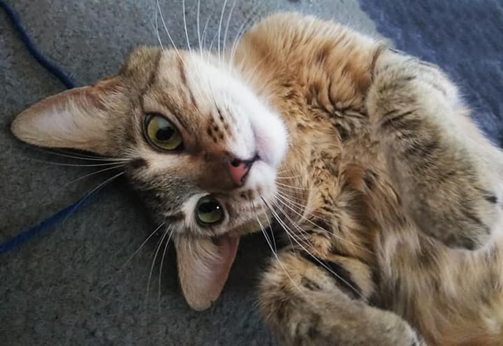 Shirla (Social & Playful)