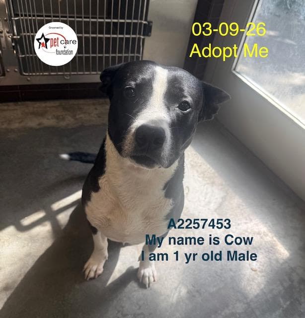 COW