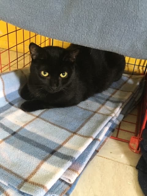 FREYA