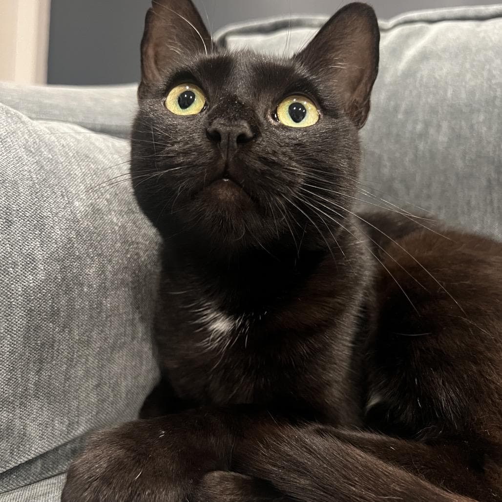 Catpuccino