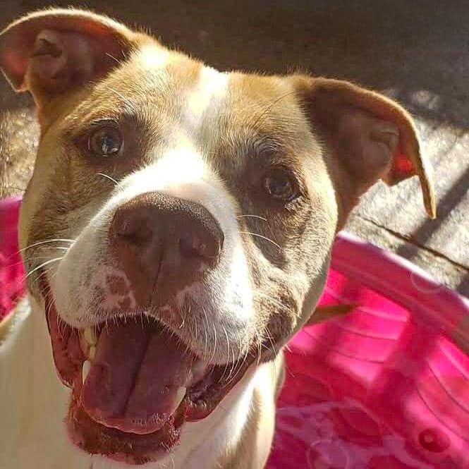 ELI- Needs a foster/forever home!