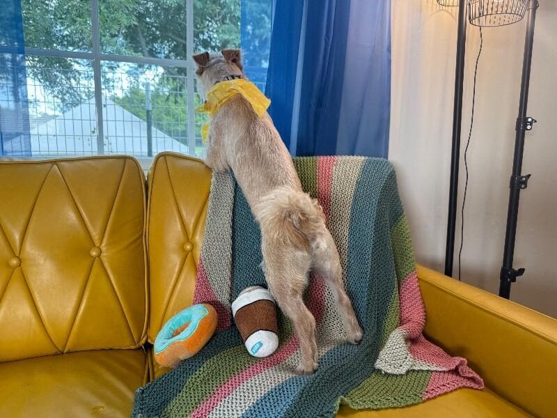 Tim Bits the tiny toy fiend