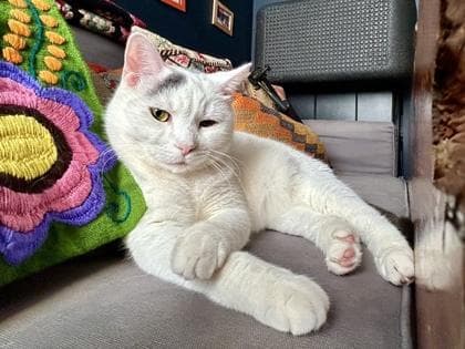 Kitty