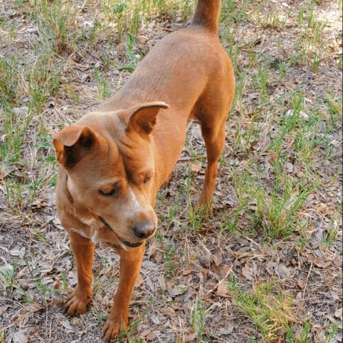 Peanut