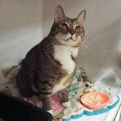 Bug--Handsome Dude Comes with Vet Care Support for Life!