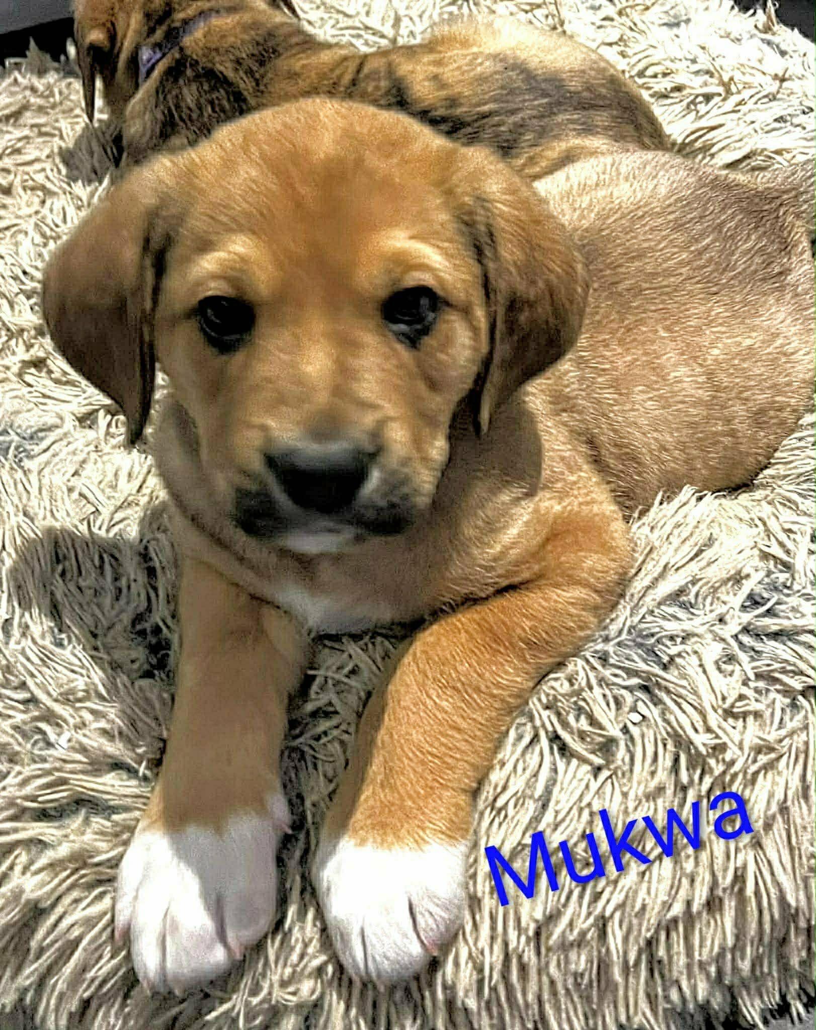 Mukwa (20260113-02)