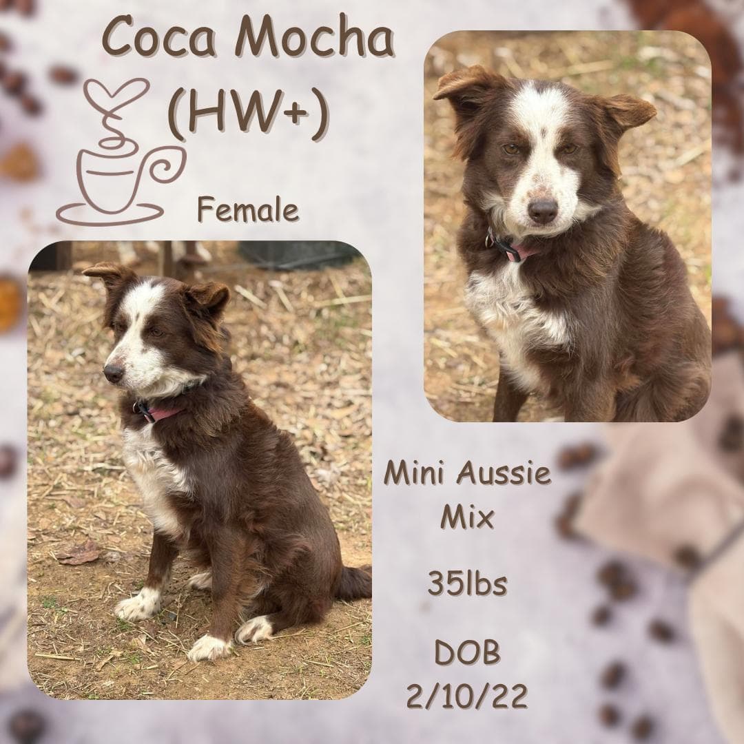 Coca Mocha